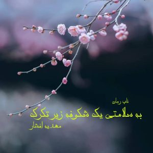 دانلود رمان به سلامتی یک شکوفه زیر تگرگ pdf از مهدیه افشار
